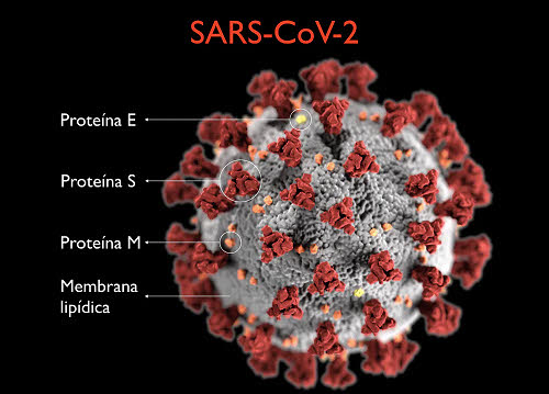 proteína SARS-CoV