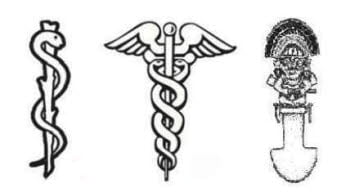 Vara de Asclepio evolucion